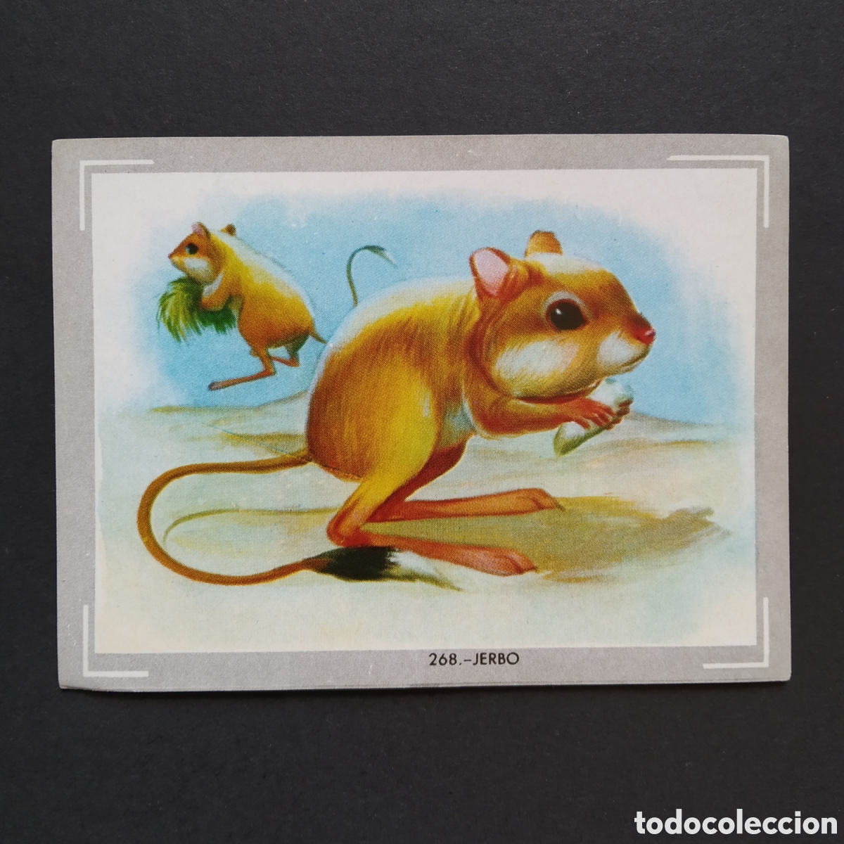 Coleccionismo Cromos antiguos: CROMO - N&deg; 268 - JERBO - VIDA Y COLOR - ED. &Aacute;LBUMES ESPA&Ntilde;OLES S.A. - A&Ntilde;O 1965