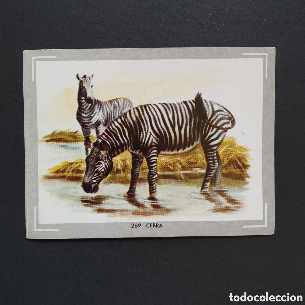 Coleccionismo Cromos antiguos: CROMO - N&deg; 269 - CEBRA - VIDA Y COLOR - ED. &Aacute;LBUMES ESPA&Ntilde;OLES S.A. - A&Ntilde;O 1965
