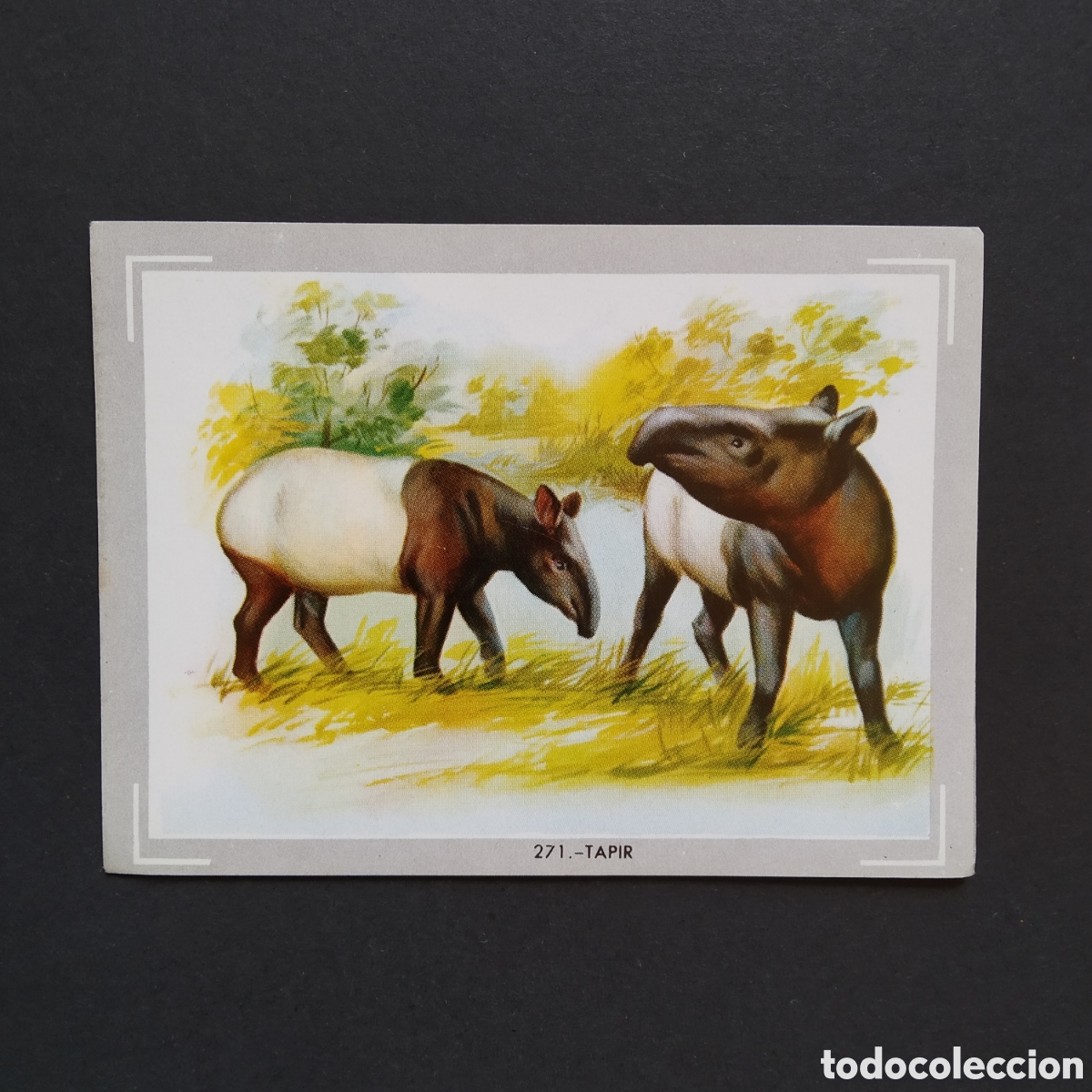 Coleccionismo Cromos antiguos: CROMO - N&deg; 271 - TAPIR - VIDA Y COLOR - ED. &Aacute;LBUMES ESPA&Ntilde;OLES S.A. - A&Ntilde;O 1965