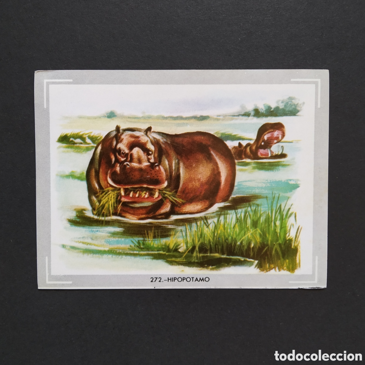 Coleccionismo Cromos antiguos: CROMO - N&deg; 272 - HIPOPOTAMO - VIDA Y COLOR - ED. &Aacute;LBUMES ESPA&Ntilde;OLES S.A. - A&Ntilde;O 1965
