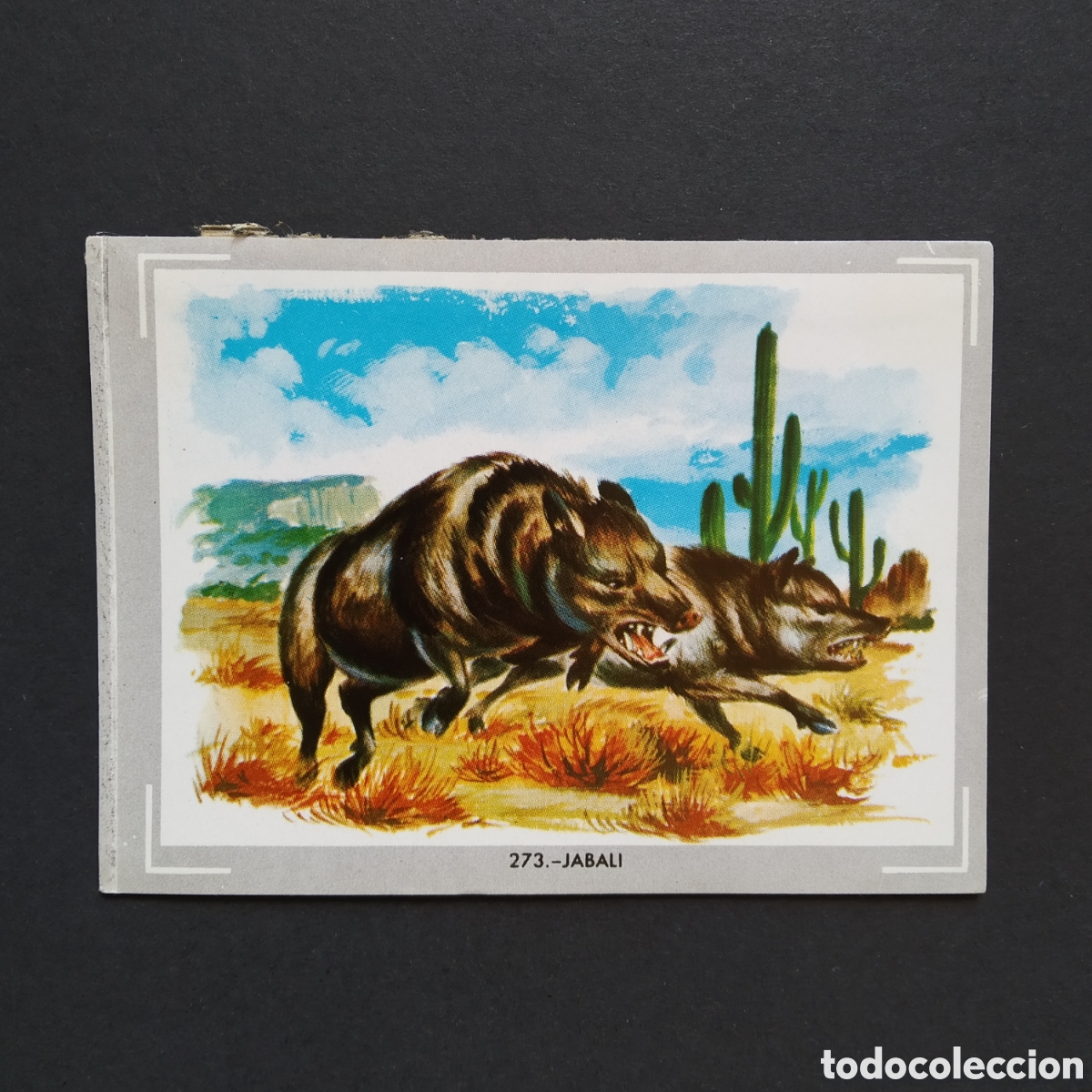 Coleccionismo Cromos antiguos: CROMO - N&deg; 273 - JABALI - VIDA Y COLOR - ED. &Aacute;LBUMES ESPA&Ntilde;OLES S.A. - A&Ntilde;O 1965 (DESPEGADO)