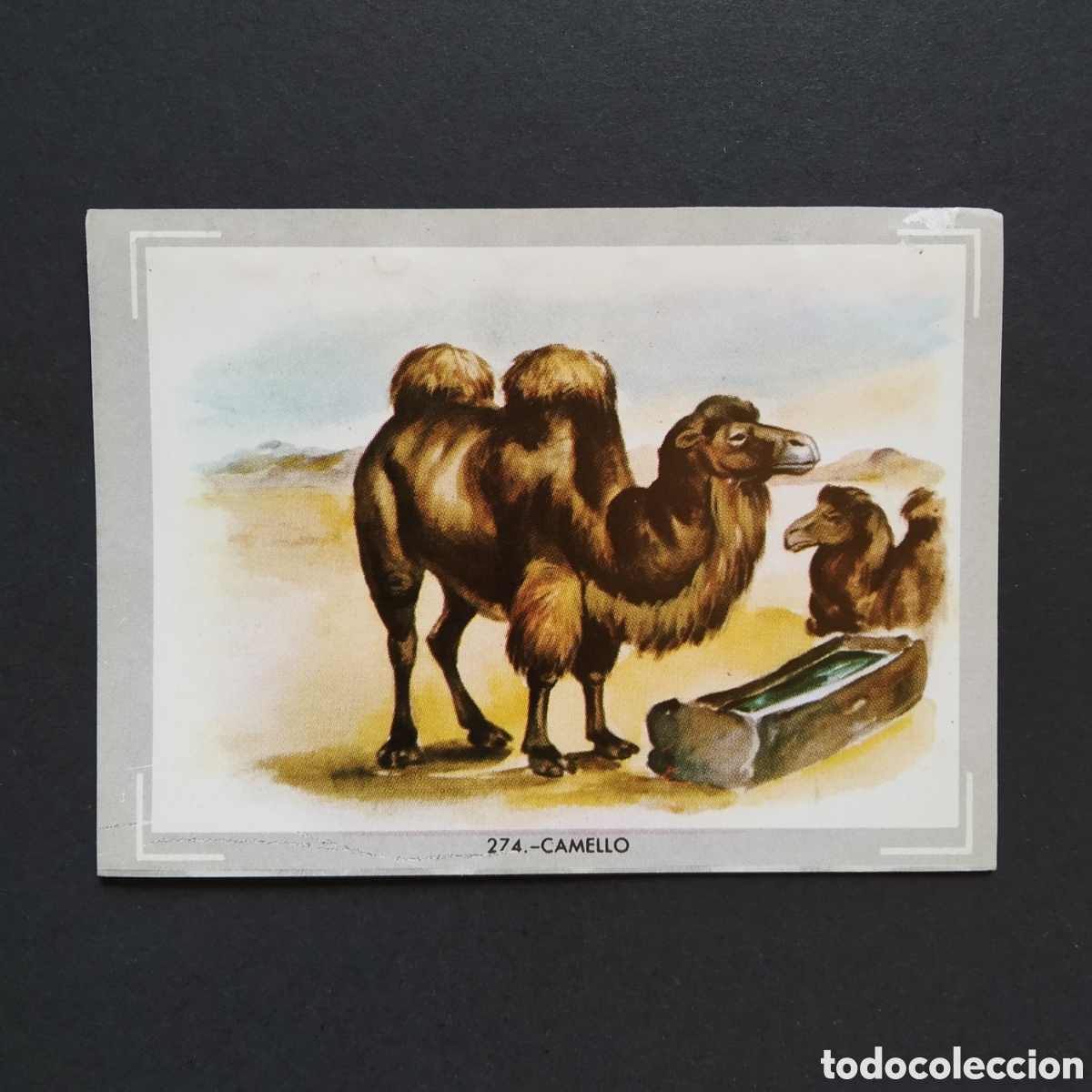 Coleccionismo Cromos antiguos: CROMO - N&deg; 274 - CAMELLO - VIDA Y COLOR - ED. &Aacute;LBUMES ESPA&Ntilde;OLES S.A. - A&Ntilde;O 1965 (DESPEGADO)