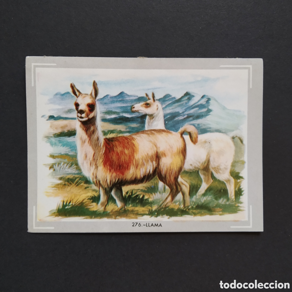 Coleccionismo Cromos antiguos: CROMO - N&deg; 276 - LLAMA - VIDA Y COLOR - ED. &Aacute;LBUMES ESPA&Ntilde;OLES S.A. - A&Ntilde;O 1965 (DESPEGADO)