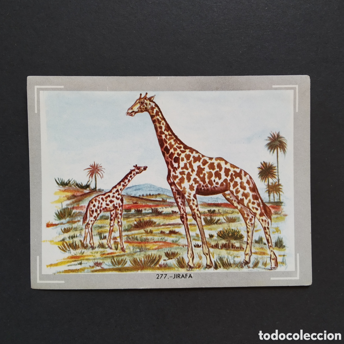Coleccionismo Cromos antiguos: CROMO - N&deg; 277 - JIRAFA - VIDA Y COLOR - ED. &Aacute;LBUMES ESPA&Ntilde;OLES S.A. - A&Ntilde;O 1965 (DESPEGADO)