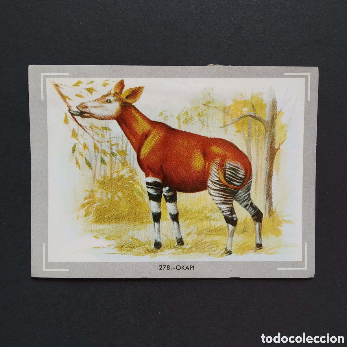 Coleccionismo Cromos antiguos: CROMO - N&deg; 278 - OKAPI - VIDA Y COLOR - ED. &Aacute;LBUMES ESPA&Ntilde;OLES S.A. - A&Ntilde;O 1965 (DESPEGADO)