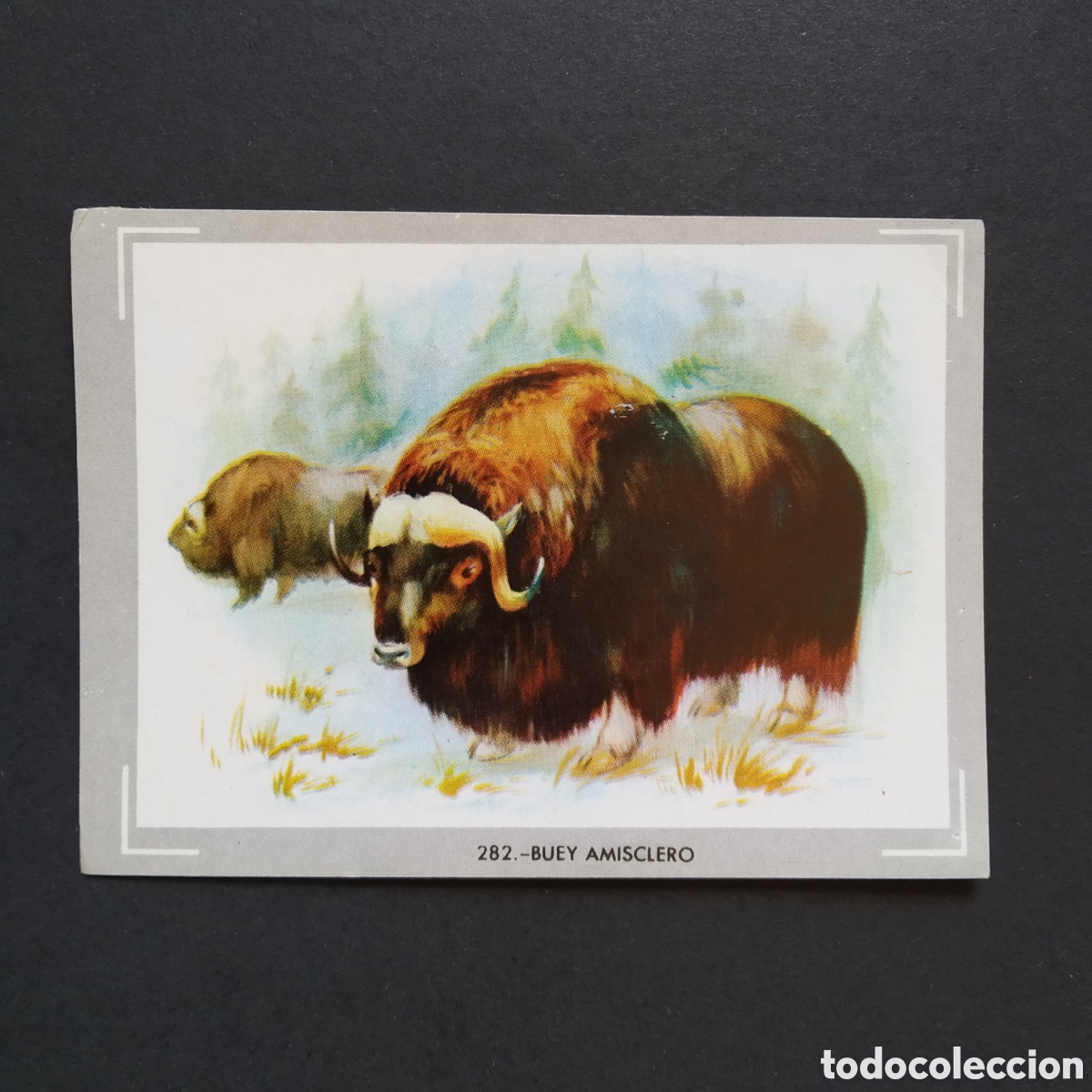 Coleccionismo Cromos antiguos: CROMO - N&deg; 282 - BUEY AMISCLERO - VIDA Y COLOR - ED. &Aacute;LBUMES ESPA&Ntilde;OLES S.A. - A&Ntilde;O 1965 (DESPEGADO)