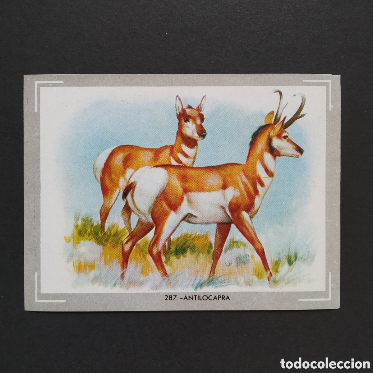 Coleccionismo Cromos antiguos: CROMO - N&deg; 287 - ANTILOCAPRA - VIDA Y COLOR - ED. &Aacute;LBUMES ESPA&Ntilde;OLES S.A. - A&Ntilde;O 1965