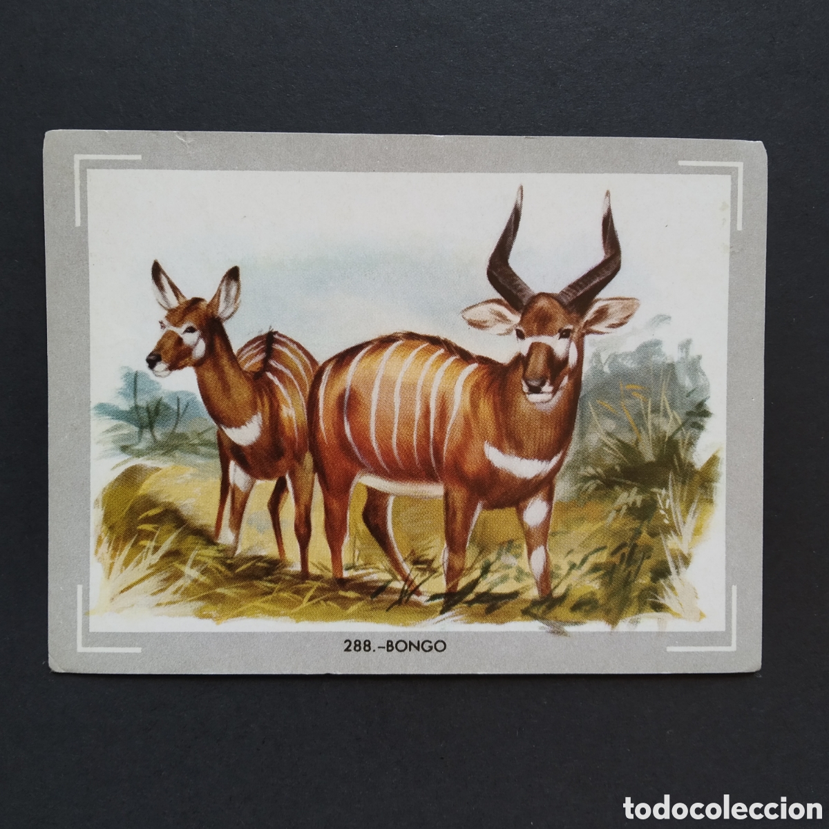 Coleccionismo Cromos antiguos: CROMO - N&deg; 288 - BONGO - VIDA Y COLOR - ED. &Aacute;LBUMES ESPA&Ntilde;OLES S.A. - A&Ntilde;O 1965