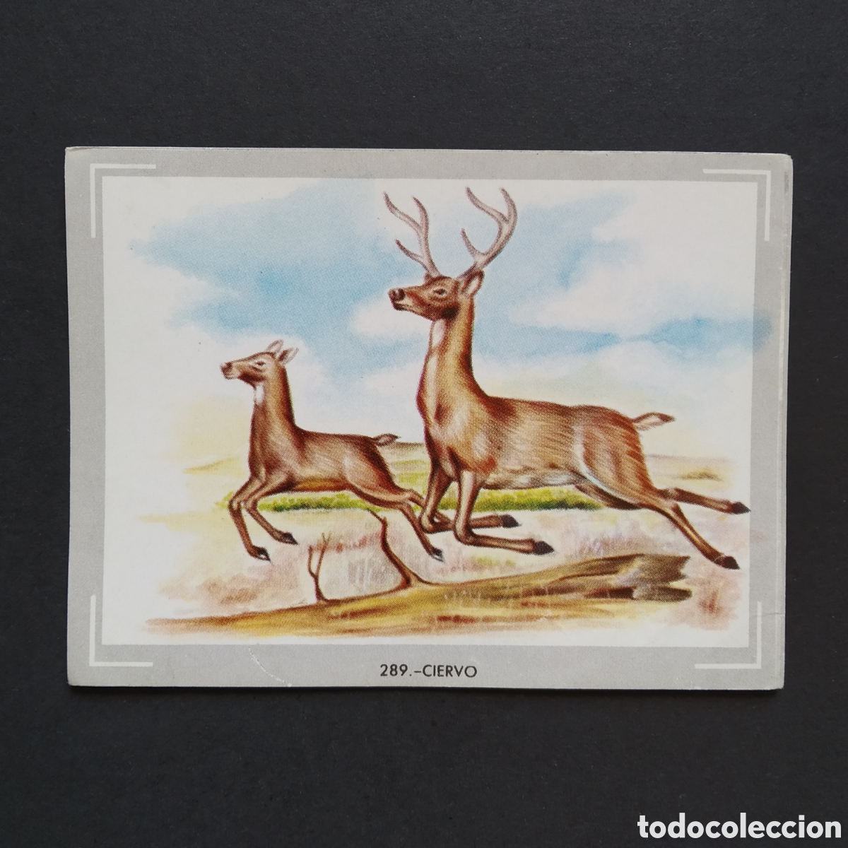 Coleccionismo Cromos antiguos: CROMO - N&deg; 289 - CIERVO - VIDA Y COLOR - ED. &Aacute;LBUMES ESPA&Ntilde;OLES S.A. - A&Ntilde;O 1965