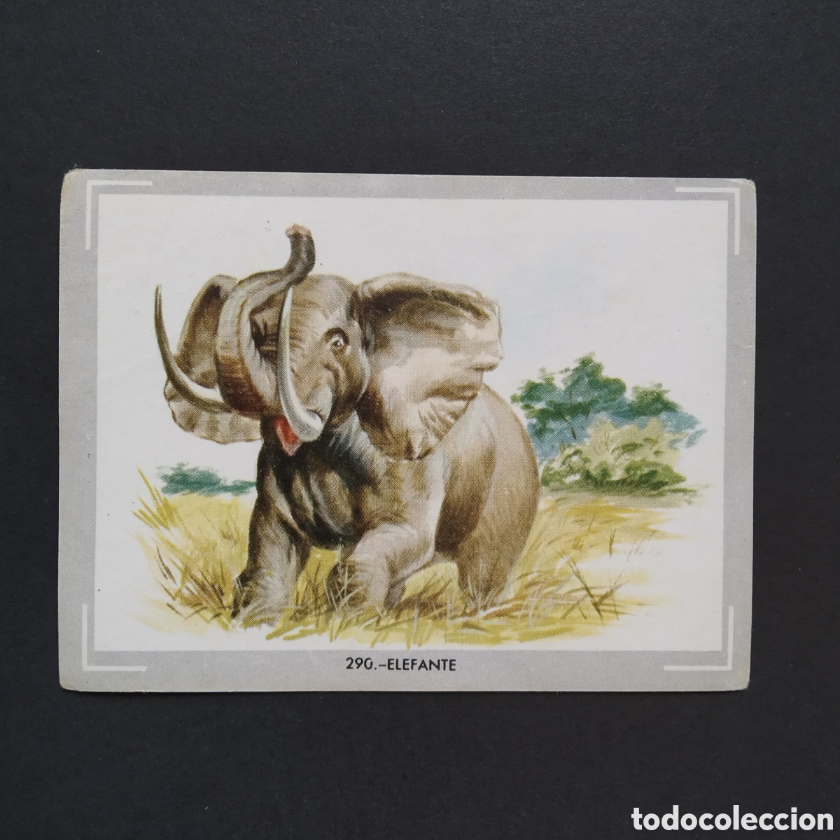 Coleccionismo Cromos antiguos: CROMO - N&deg; 290 - ELEFANTE - VIDA Y COLOR - ED. &Aacute;LBUMES ESPA&Ntilde;OLES S.A. - A&Ntilde;O 1965
