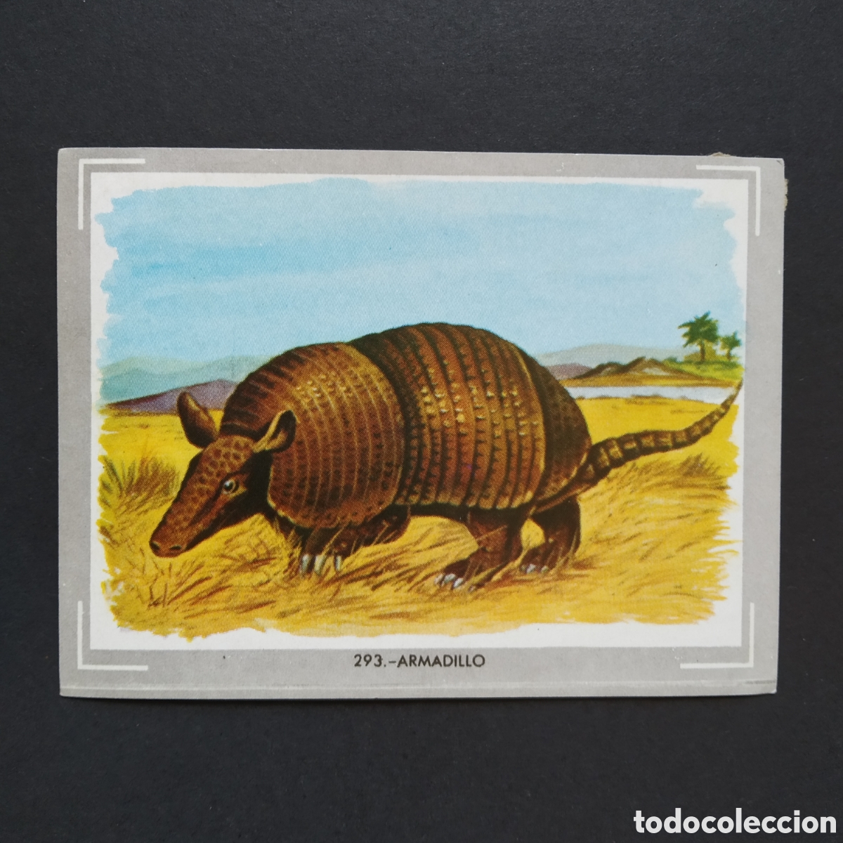 Coleccionismo Cromos antiguos: CROMO - N&deg; 293 - ARMADILLO - VIDA Y COLOR - ED. &Aacute;LBUMES ESPA&Ntilde;OLES S.A. - A&Ntilde;O 1965 (DESPEGADO)