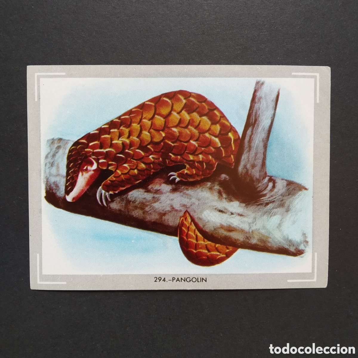 Coleccionismo Cromos antiguos: CROMO - N&deg; 294 - PANGOLIN - VIDA Y COLOR - ED. &Aacute;LBUMES ESPA&Ntilde;OLES S.A. - A&Ntilde;O 1965