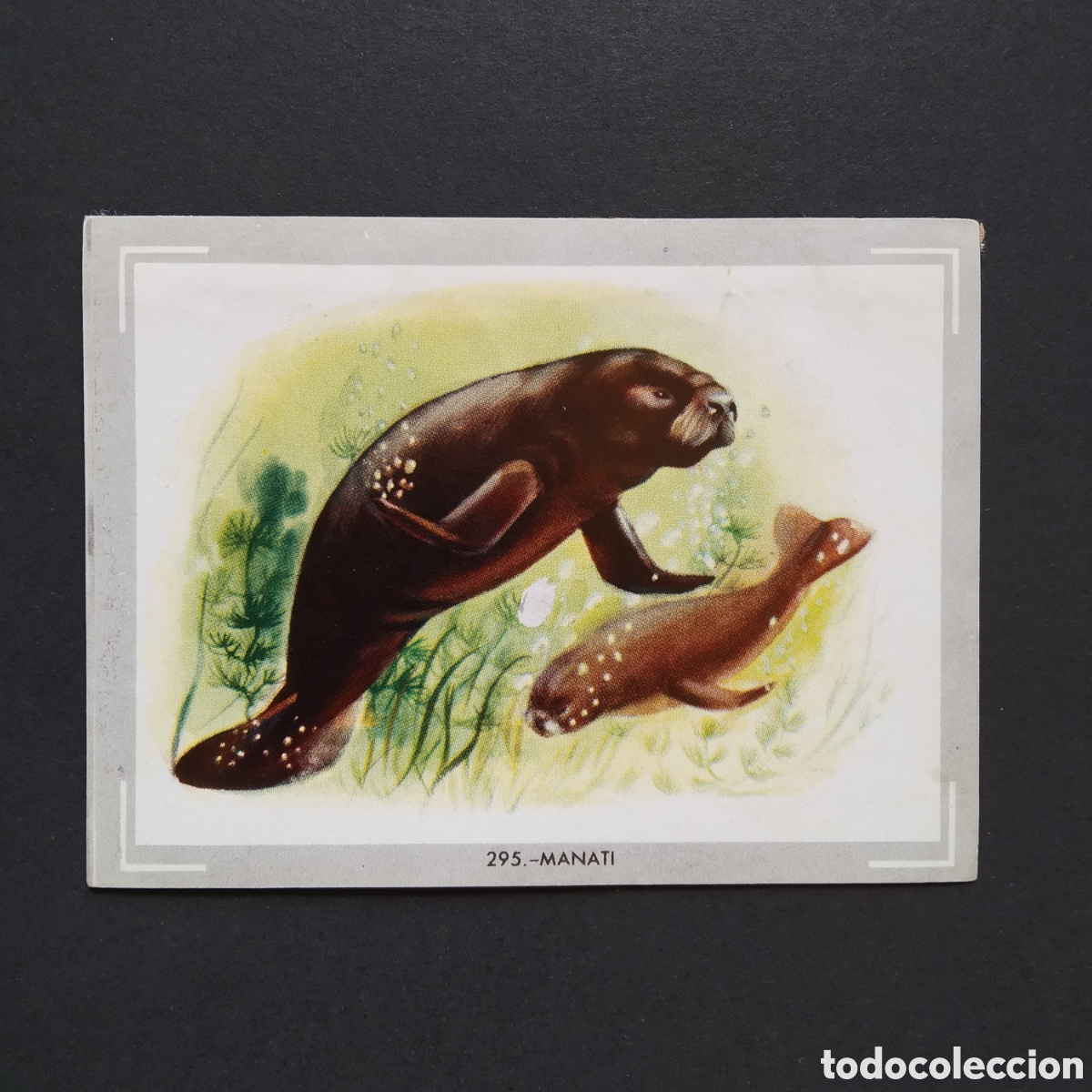 Coleccionismo Cromos antiguos: CROMO - N&deg; 295 - MANATI - VIDA Y COLOR - ED. &Aacute;LBUMES ESPA&Ntilde;OLES S.A. - A&Ntilde;O 1965 (DESPEGADO)