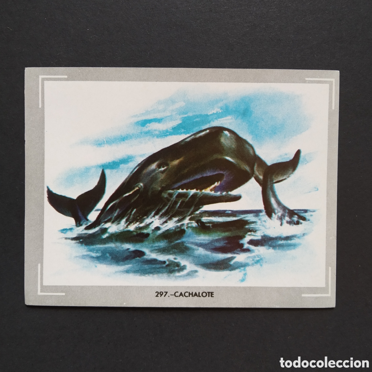 Coleccionismo Cromos antiguos: CROMO - N&deg; 297 - CACHALOTE - VIDA Y COLOR - ED. &Aacute;LBUMES ESPA&Ntilde;OLES S.A. - A&Ntilde;O 1965