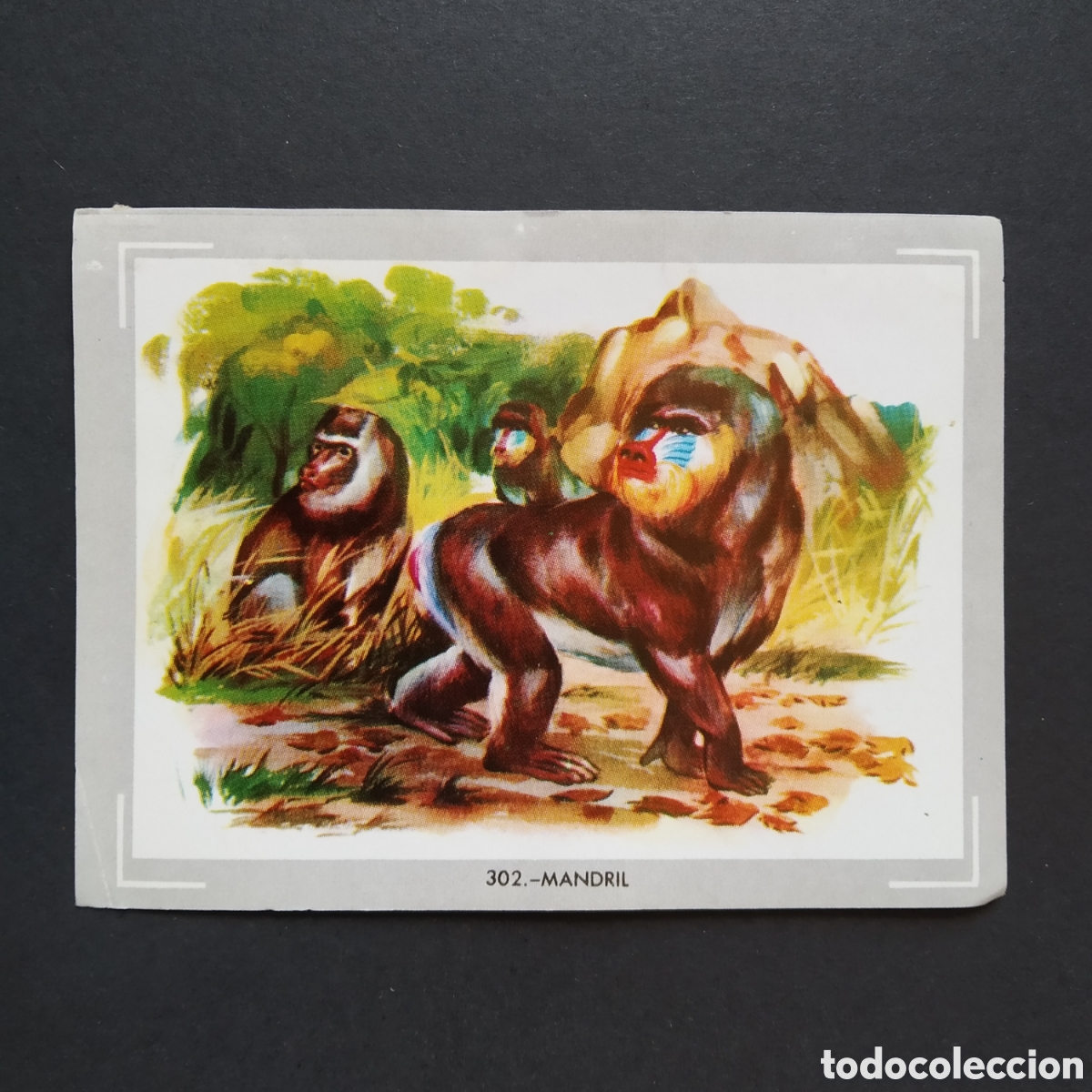 Coleccionismo Cromos antiguos: CROMO - N&deg; 302 - MANDRIL - VIDA Y COLOR - ED. &Aacute;LBUMES ESPA&Ntilde;OLES S.A. - A&Ntilde;O 1965 (DESPEGADO)