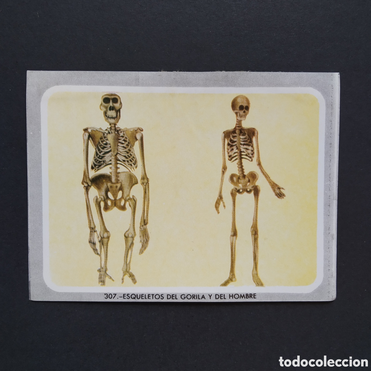 Coleccionismo Cromos antiguos: CROMO - N&deg; 307 - ESQUELETOS DEL GORILA Y DEL - VIDA Y COLOR - ED. &Aacute;LBUMES ESPA&Ntilde;OLES S.A. - A&Ntilde;O 1965