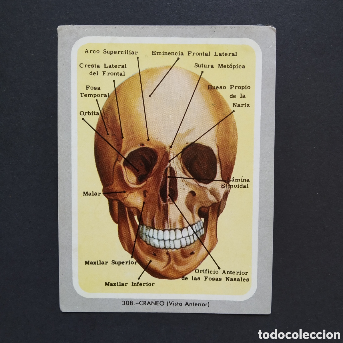 Coleccionismo Cromos antiguos: CROMO - N&deg; 308 - CRENEO, VISTA AN - VIDA Y COLOR - ED. &Aacute;LBUMES ESPA&Ntilde;OLES S.A. - A&Ntilde;O 1965 (DESPEGADO)