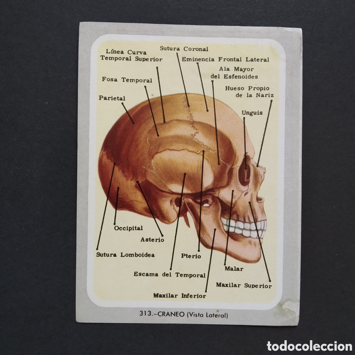Coleccionismo Cromos antiguos: CROMO - N&deg; 313 - CRENEO (VISTA LATERAL) - VIDA Y COLOR - ED. &Aacute;LBUMES ESPA&Ntilde;OLES SA - 1965 (DESPEGADO)