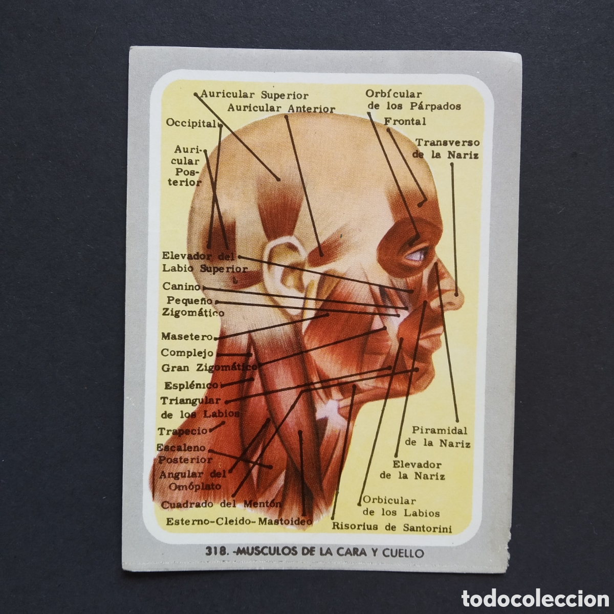 Coleccionismo Cromos antiguos: CROMO - N&deg; 318 - MUSCULOS DE LA CARA Y CUELLO - VIDA Y COLOR - ED. &Aacute;LBUMES ESPA&Ntilde;OLES S.A. - A&Ntilde;O 1965