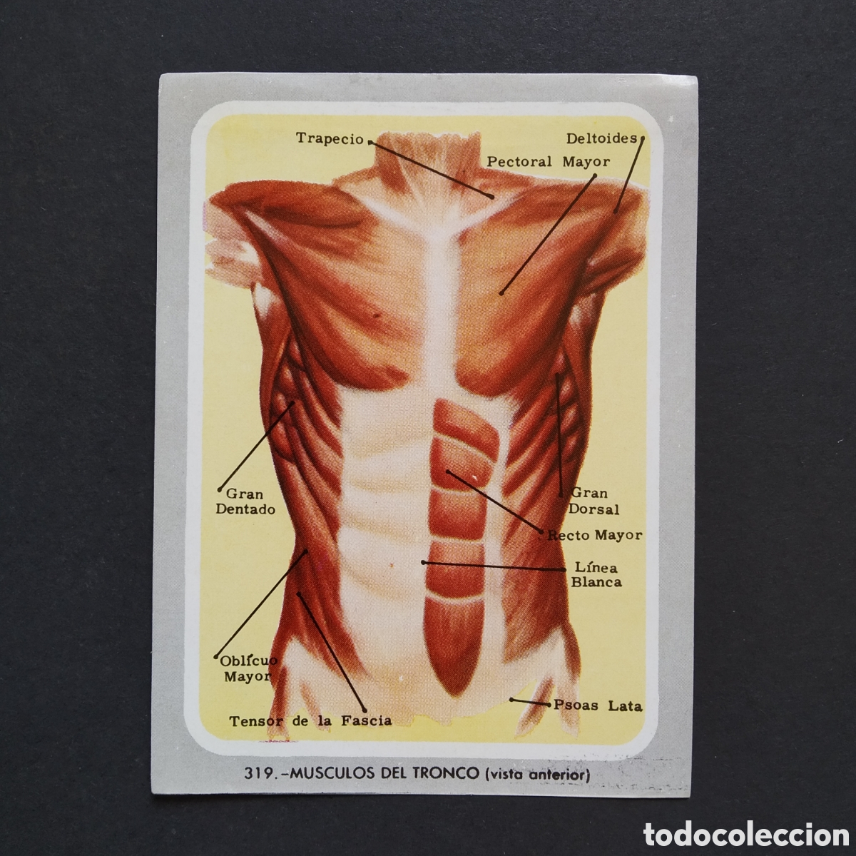 Coleccionismo Cromos antiguos: CROMO - N&deg; 319 - MUSCULOS DEL TRONCO - VIDA Y COLOR - ED &Aacute;LBUMES ESPA&Ntilde;OLES SA - A&Ntilde;O 1965 (DESPEGADO)