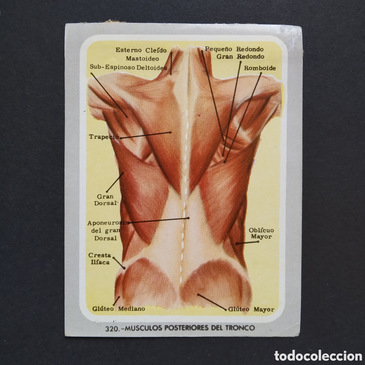 Coleccionismo Cromos antiguos: CROMO - N&deg; 320 - MUSCULOS POSTERIORES TRONCO - VIDA Y COLOR - &Aacute;LBUMES ESPA&Ntilde;OLES SA 1965 (DESPEGADO)