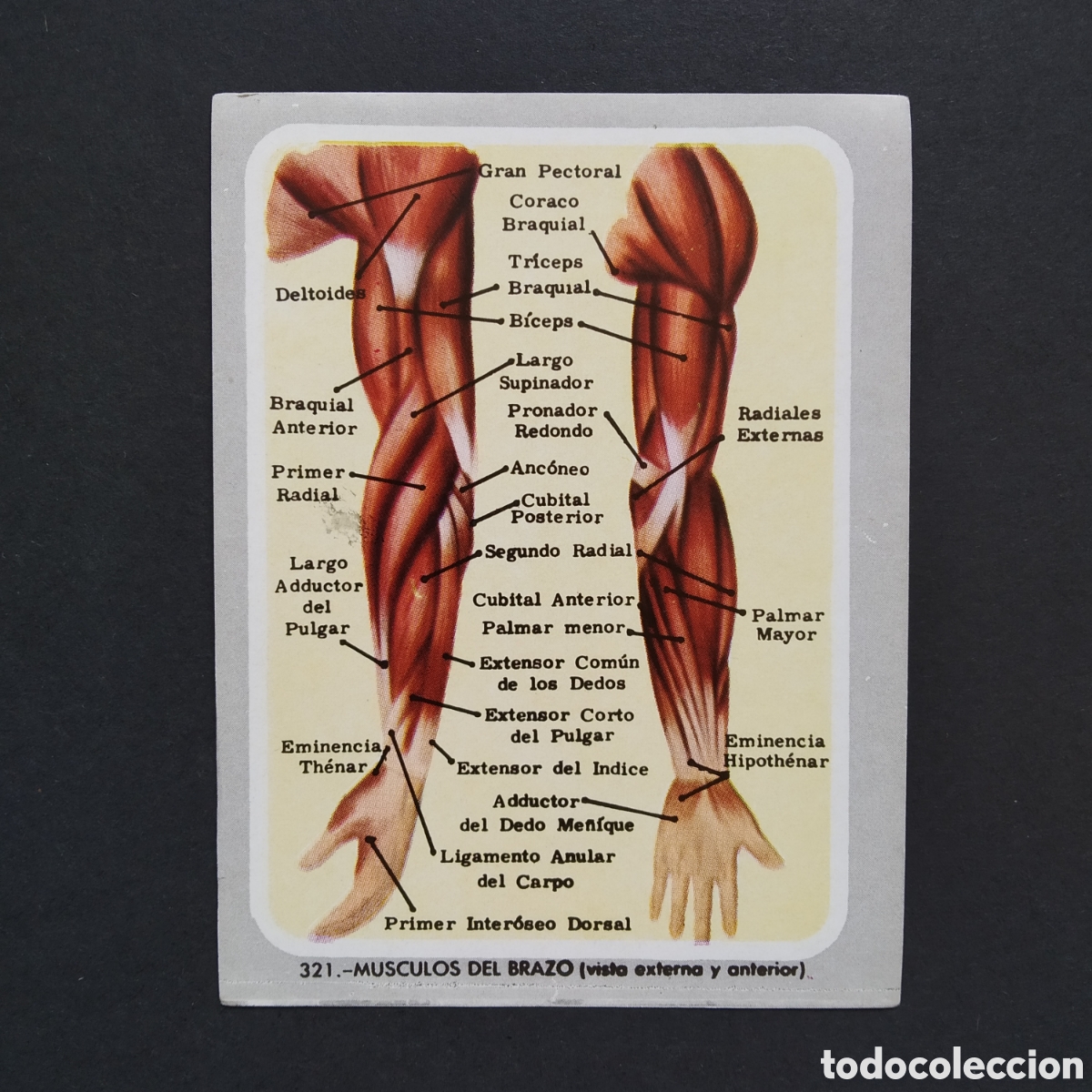 Coleccionismo Cromos antiguos: CROMO - N&deg; 321 - MUSCULOS DEL BRAZO - VIDA Y COLOR - ED. &Aacute;LBUMES ESPA&Ntilde;OLES S.A. - A&Ntilde;O 1965