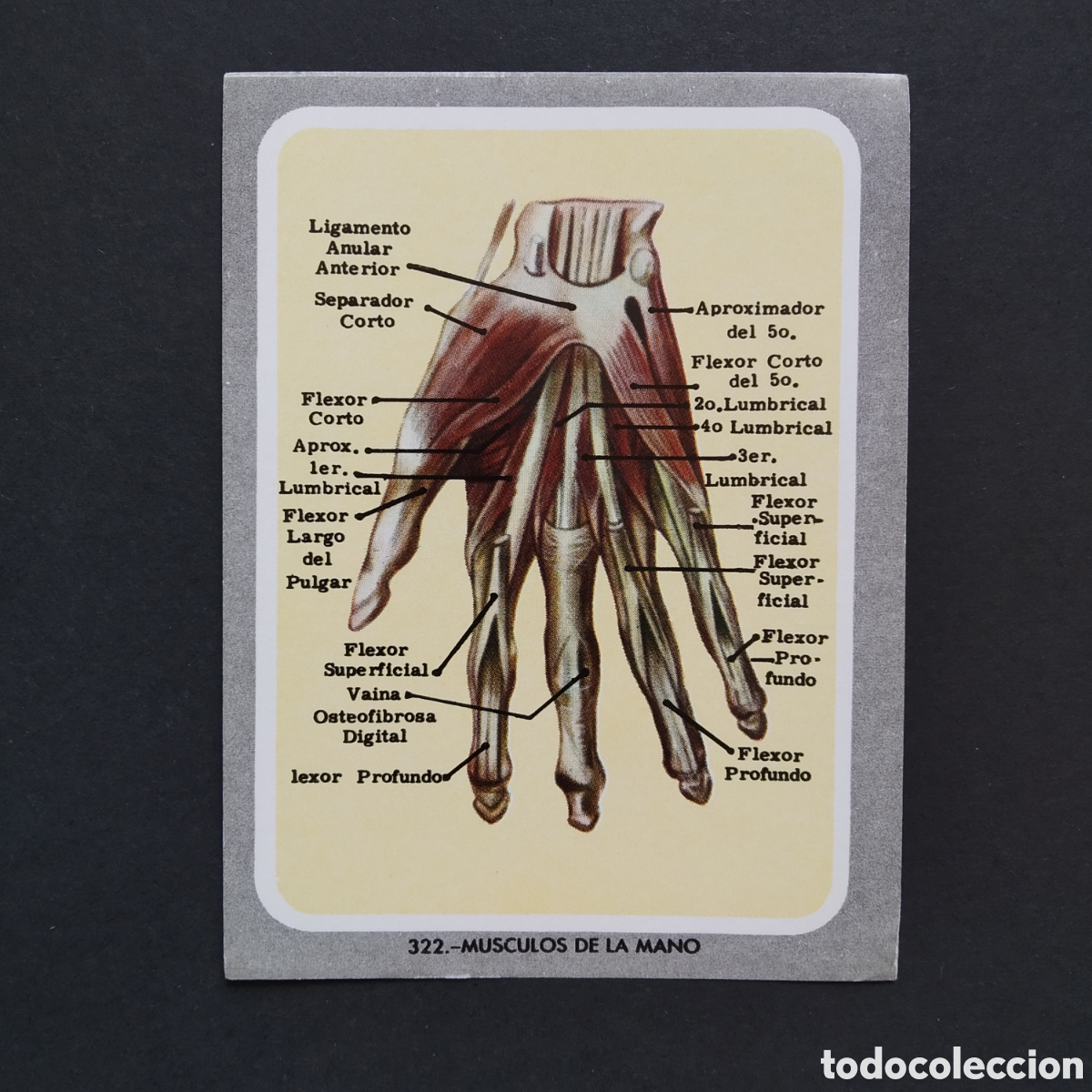 Coleccionismo Cromos antiguos: CROMO - N&deg; 322 - MUSCULOS DE LA MANO - VIDA Y COLOR - ED. &Aacute;LBUMES ESPA&Ntilde;OLES S.A. - A&Ntilde;O 1965
