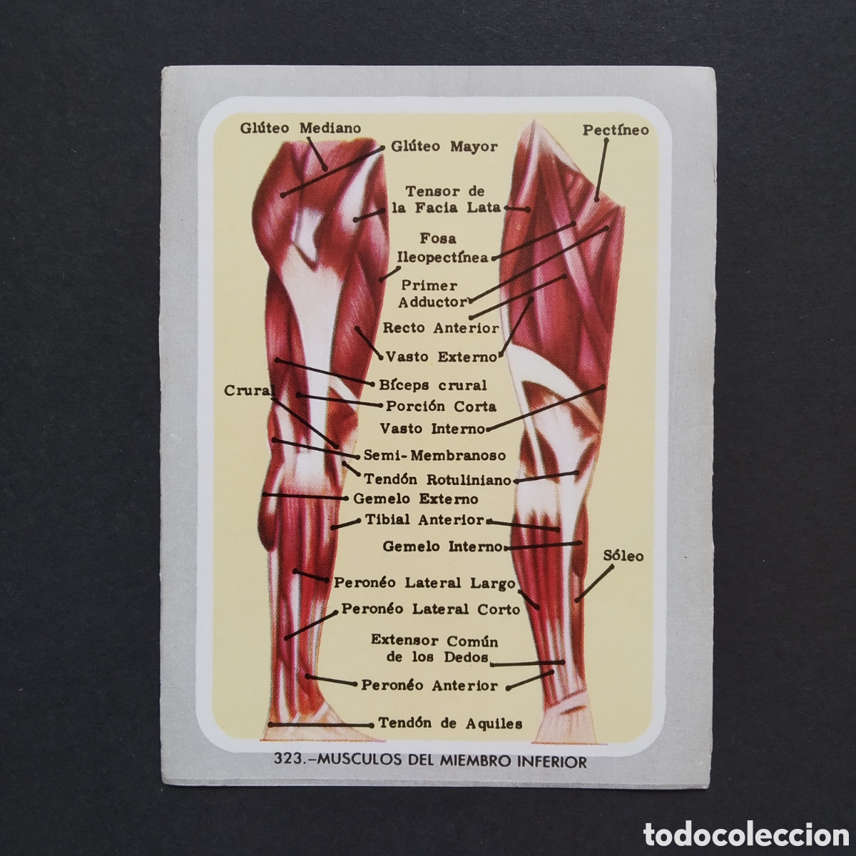 Coleccionismo Cromos antiguos: CROMO - N&deg; 323 - MUSCULOS DEL MIEMBRO INFERIOR - VIDA Y COLOR - ED &Aacute;LBUMES ESPA&Ntilde;OLES S.A. - A&Ntilde;O 1965