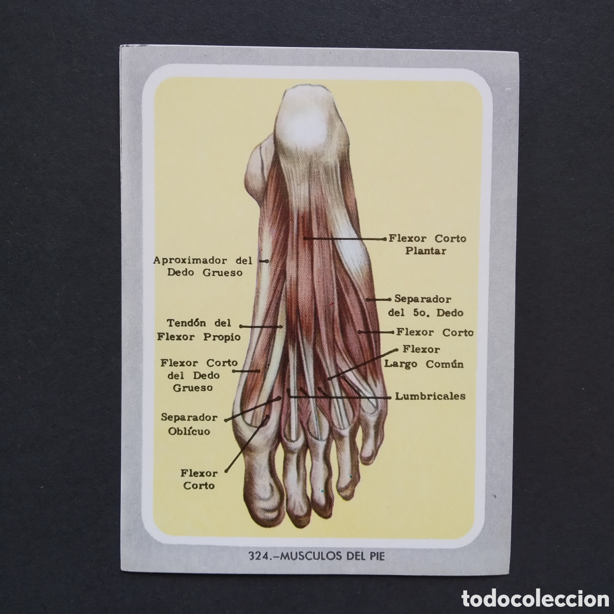 Coleccionismo Cromos antiguos: CROMO - N&deg; 324 - MUSCULOS DEL PIE - VIDA Y COLOR - ED. &Aacute;LBUMES ESPA&Ntilde;OLES S.A. - A&Ntilde;O 1965