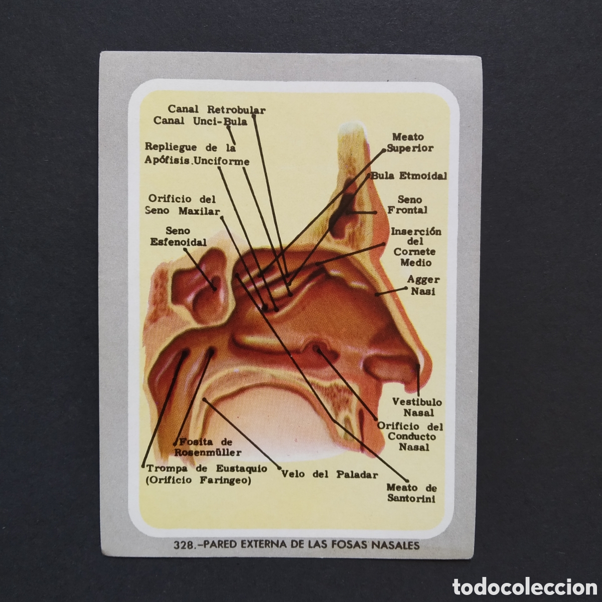 Coleccionismo Cromos antiguos: CROMO - N&deg; 326 - PARED EXTERNA DE LAS FOSAS NASALES - VIDA Y COLOR - ED &Aacute;LBUMES ESPA&Ntilde;OLES SA. - 1965