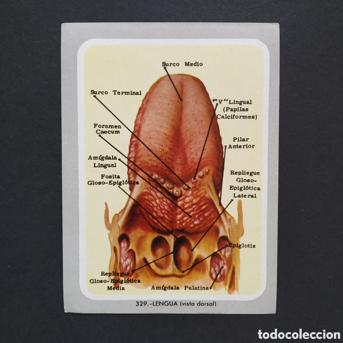 Coleccionismo Cromos antiguos: CROMO - N&deg; 329 - LENGUA (VISTA DORSAL) - VIDA Y COLOR - ED. &Aacute;LBUMES ESPA&Ntilde;OLES S.A. - A&Ntilde;O 1965