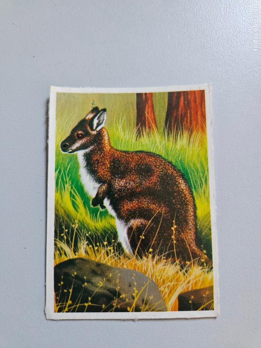 Coleccionismo Cromos antiguos: Panorama animales y plantas cromo n&ordm; 182, &aacute;lbum Maga, 1976