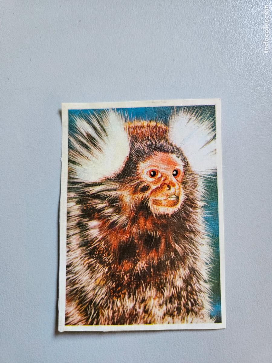 Coleccionismo Cromos antiguos: Panorama animales y plantas cromo n&ordm; 184, &aacute;lbum Maga, 1976