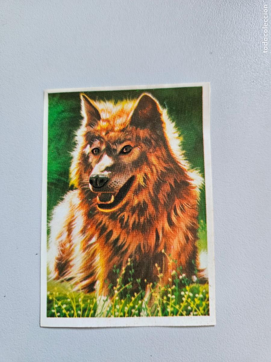 Coleccionismo Cromos antiguos: Panorama animales y plantas cromo n&ordm; 185, &aacute;lbum Maga, 1976