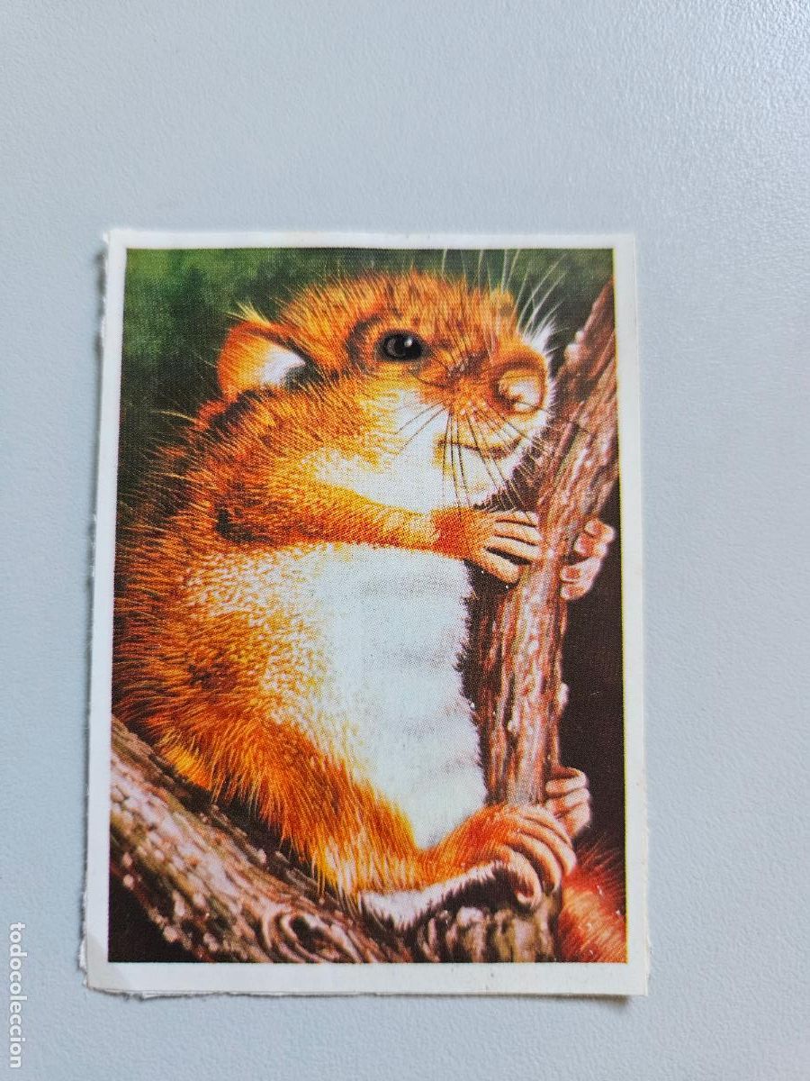 Coleccionismo Cromos antiguos: Panorama animales y plantas cromo n&ordm; 188, &aacute;lbum Maga, 1976