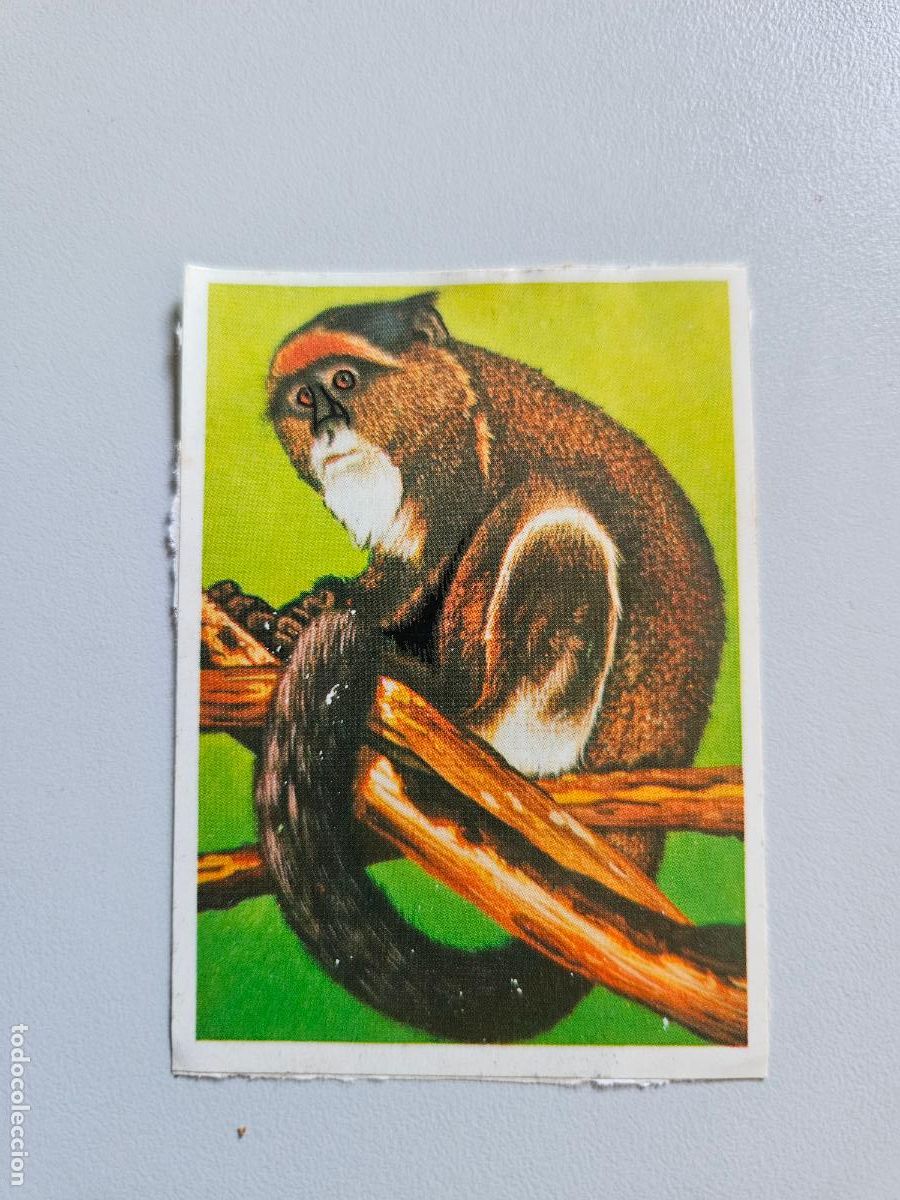 Coleccionismo Cromos antiguos: Panorama animales y plantas cromo n&ordm; 189, &aacute;lbum Maga, 1976