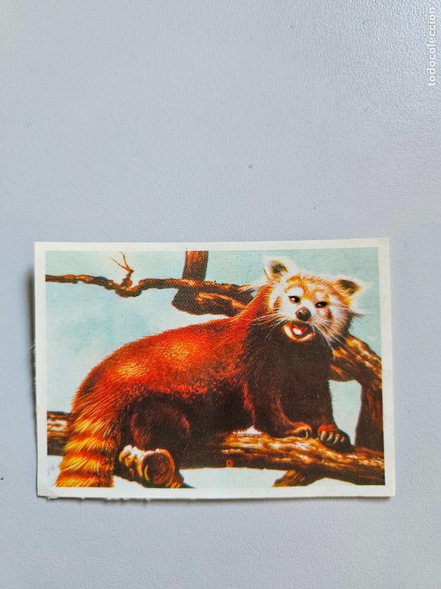 Coleccionismo Cromos antiguos: Panorama animales y plantas cromo n&ordm; 190, &aacute;lbum Maga, 1976