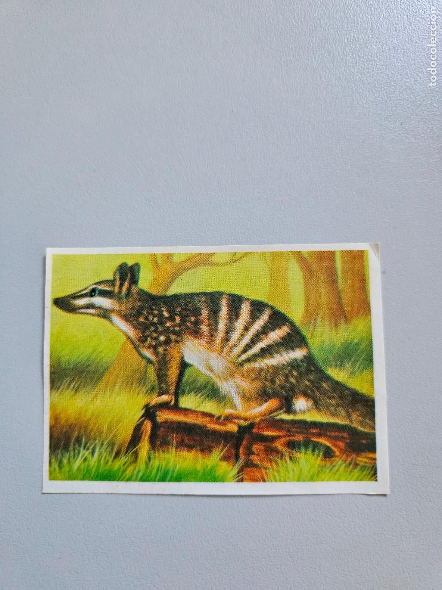 Coleccionismo Cromos antiguos: Panorama animales y plantas cromo n&ordm; 192, &aacute;lbum Maga, 1976