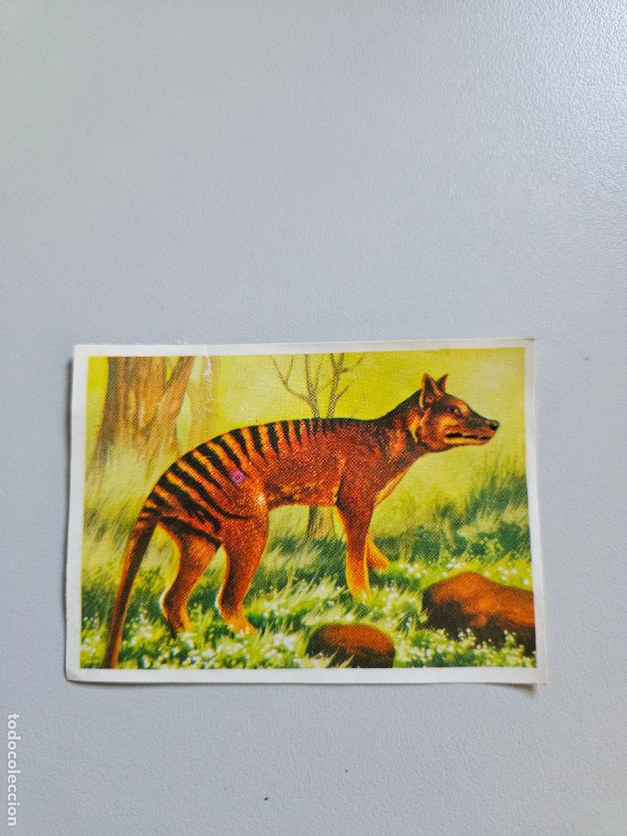 Collectionnisme Cartes &agrave; collectionner anciennes: Panorama animales y plantas cromo n&ordm; 193, &aacute;lbum Maga, 1976