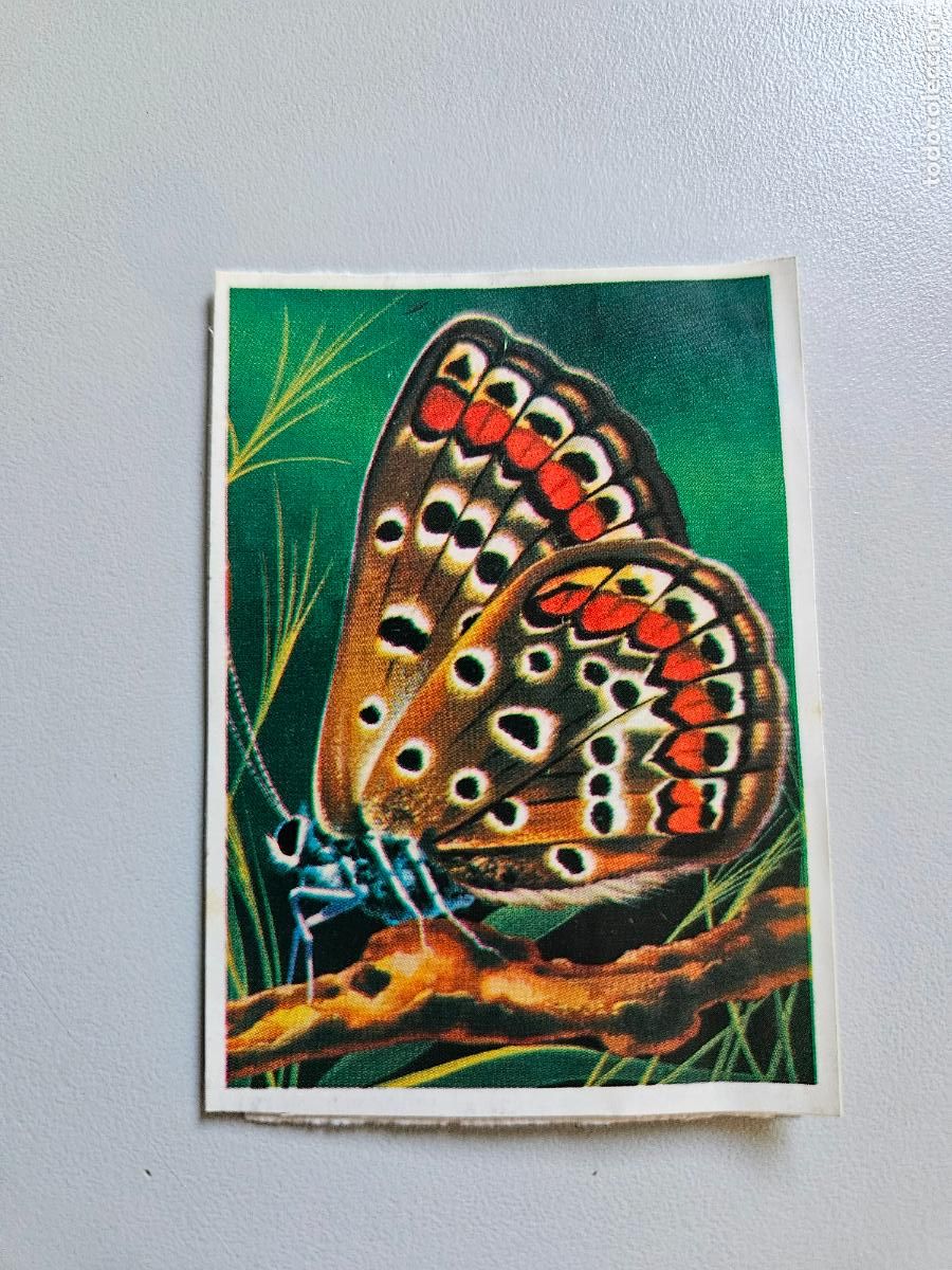 Coleccionismo Cromos antiguos: Panorama animales y plantas cromo n&ordm; 208, &aacute;lbum Maga, 1976