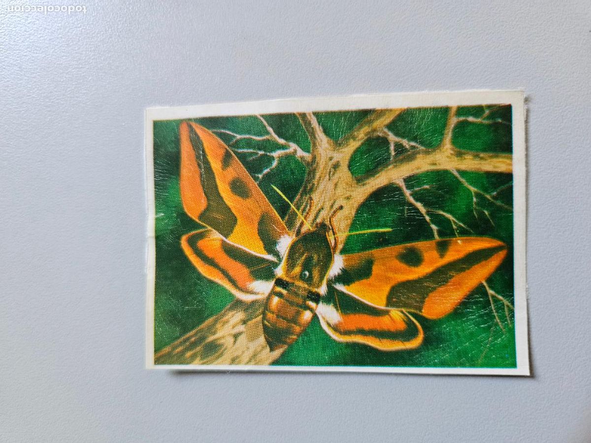 Coleccionismo Cromos antiguos: Panorama animales y plantas cromo n&ordm; 211, &aacute;lbum Maga, 1976