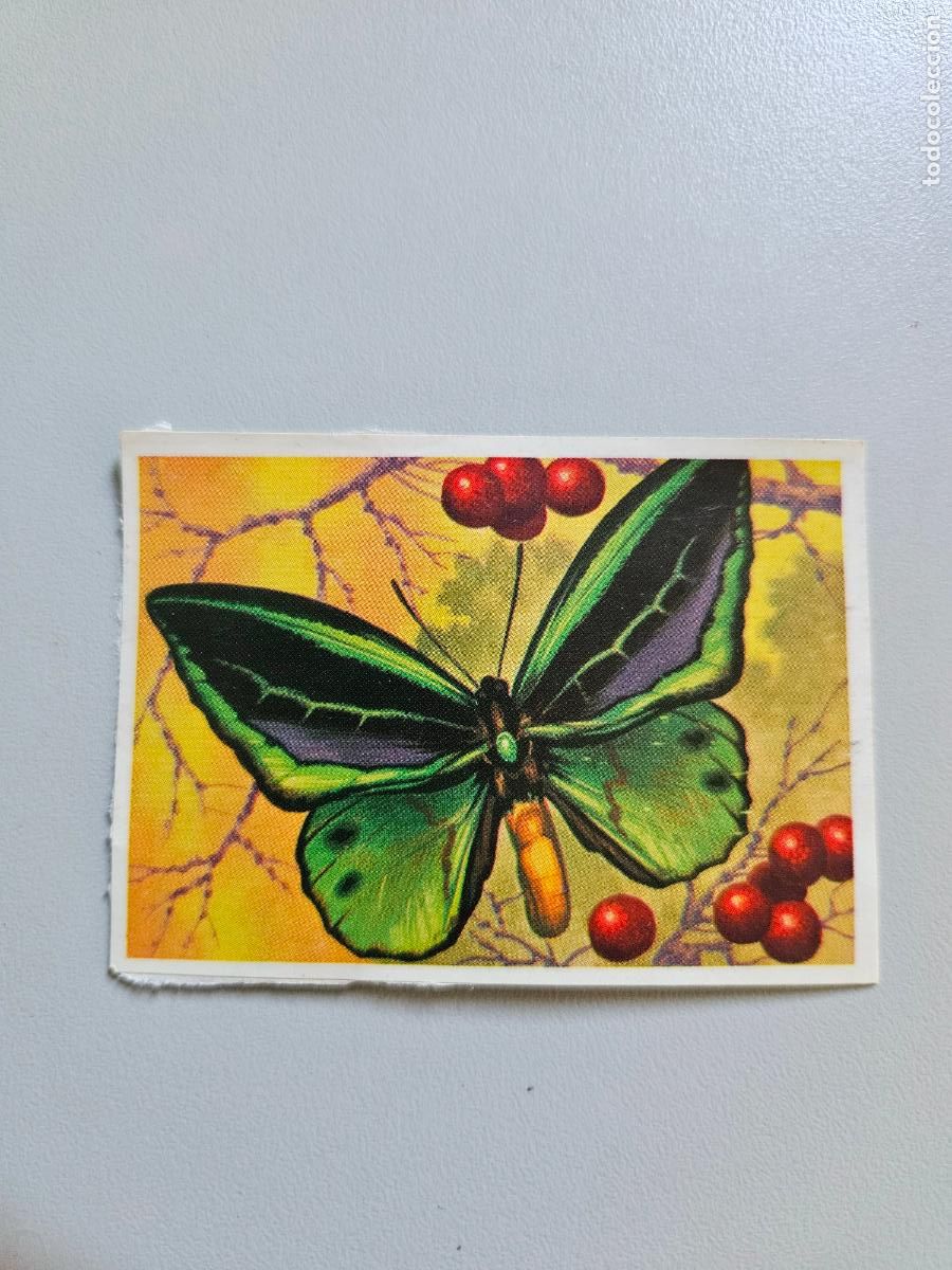 Coleccionismo Cromos antiguos: Panorama animales y plantas cromo n&ordm; 212, &aacute;lbum Maga, 1976