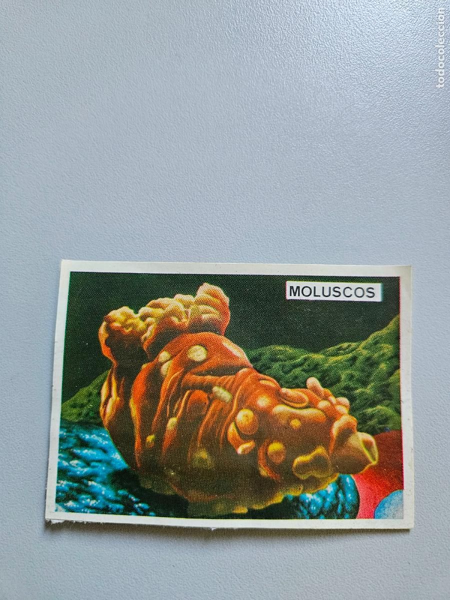 Coleccionismo Cromos antiguos: Panorama animales y plantas cromo n&ordm; 217, &aacute;lbum Maga, 1976