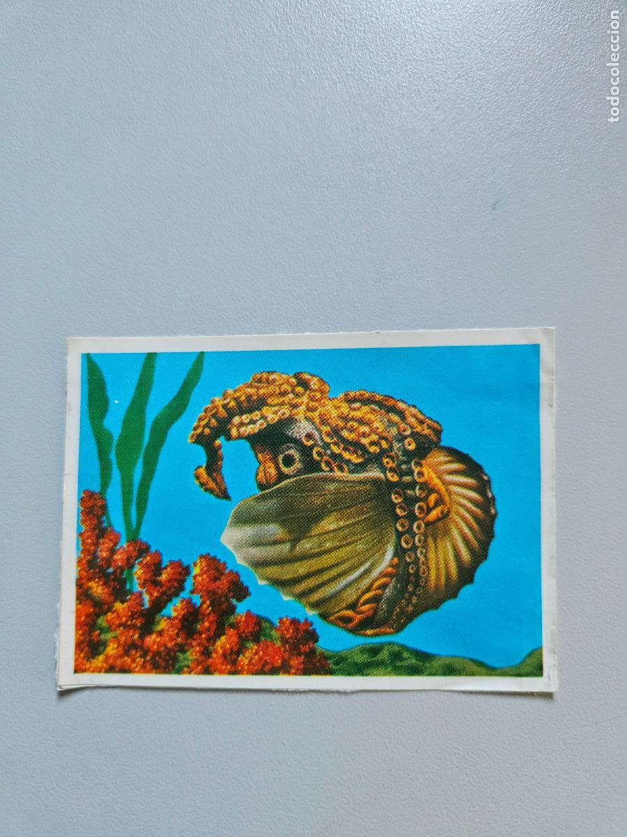 Coleccionismo Cromos antiguos: Panorama animales y plantas cromo n&ordm; 218, &aacute;lbum Maga, 1976