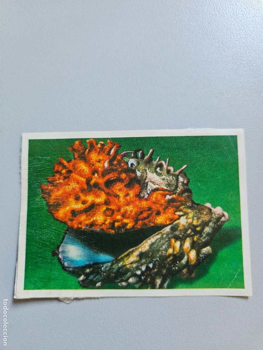 Coleccionismo Cromos antiguos: Panorama animales y plantas cromo n&ordm; 219, &aacute;lbum Maga, 1976