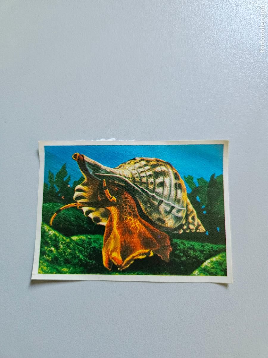 Coleccionismo Cromos antiguos: Panorama animales y plantas cromo n&ordm; 220, &aacute;lbum Maga, 1976