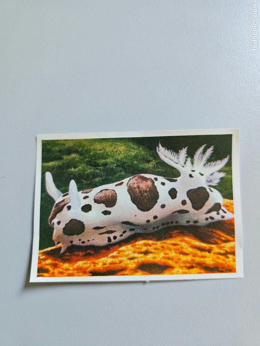 Coleccionismo Cromos antiguos: Panorama animales y plantas cromo n&ordm; 222, &aacute;lbum Maga, 1976