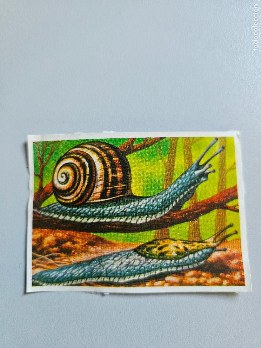 Coleccionismo Cromos antiguos: Panorama animales y plantas cromo n&ordm; 224, &aacute;lbum Maga, 1976