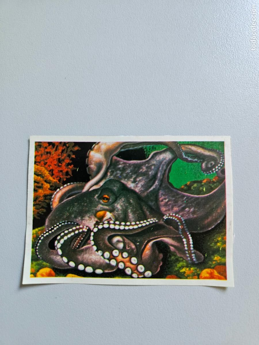 Coleccionismo Cromos antiguos: Panorama animales y plantas cromo n&ordm; 225, &aacute;lbum Maga, 1976