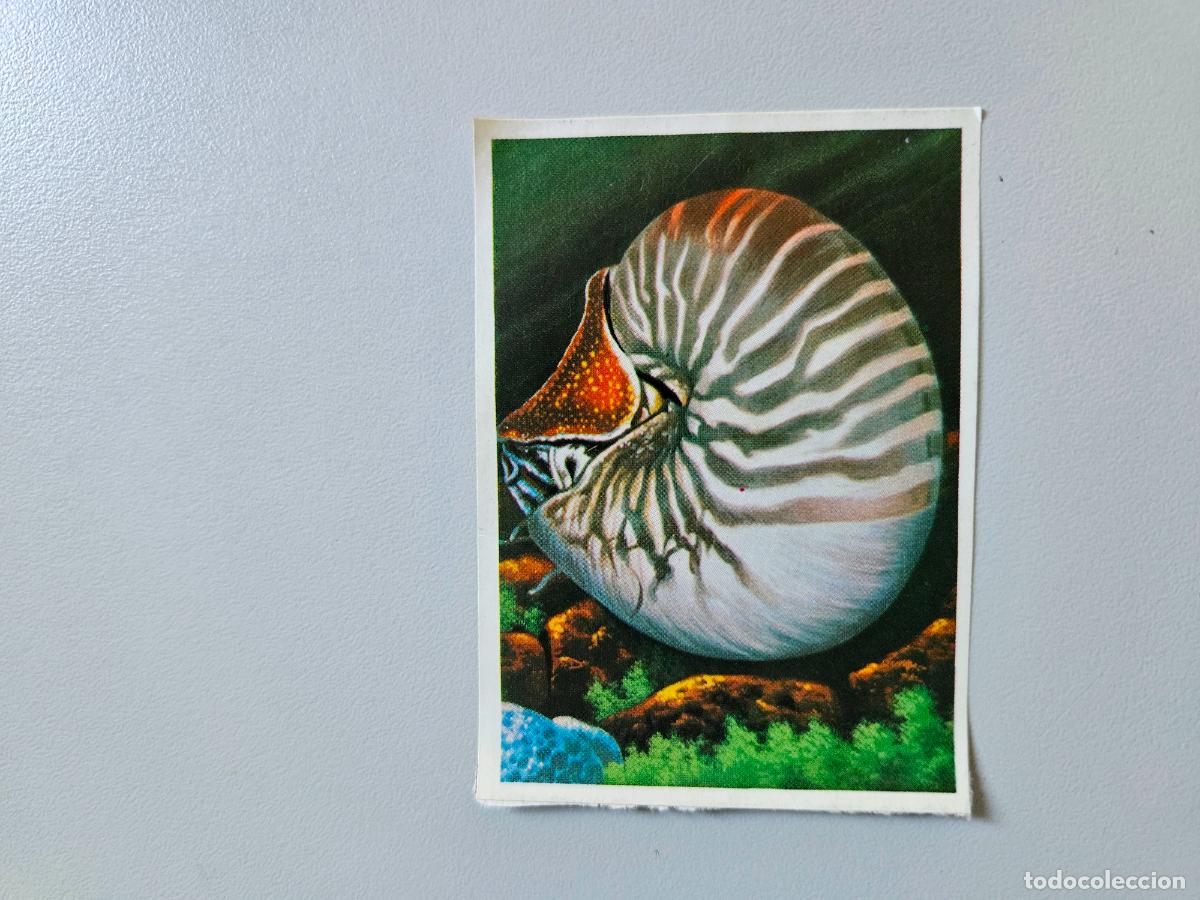 Coleccionismo Cromos antiguos: Panorama animales y plantas cromo n&ordm; 227, &aacute;lbum Maga, 1976